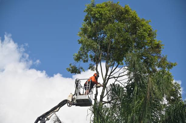 Trusted Rural Hill, TN Tree Care Experts