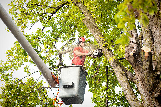 Best Root Management and Removal  in Rural Hill, TN